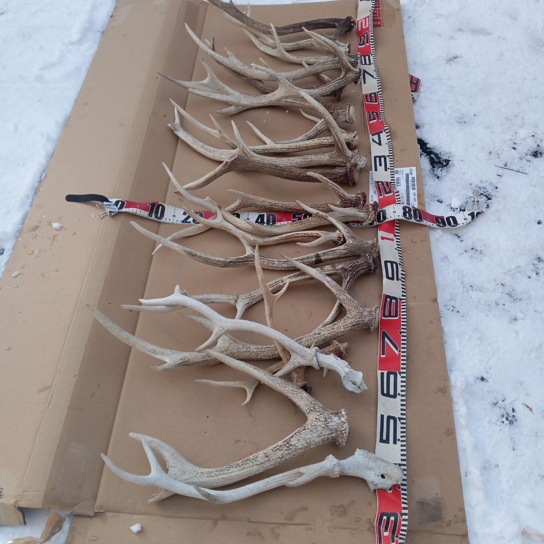 S*i様 蝦夷鹿の角、犬のおもちゃ、工芸品などに １０番