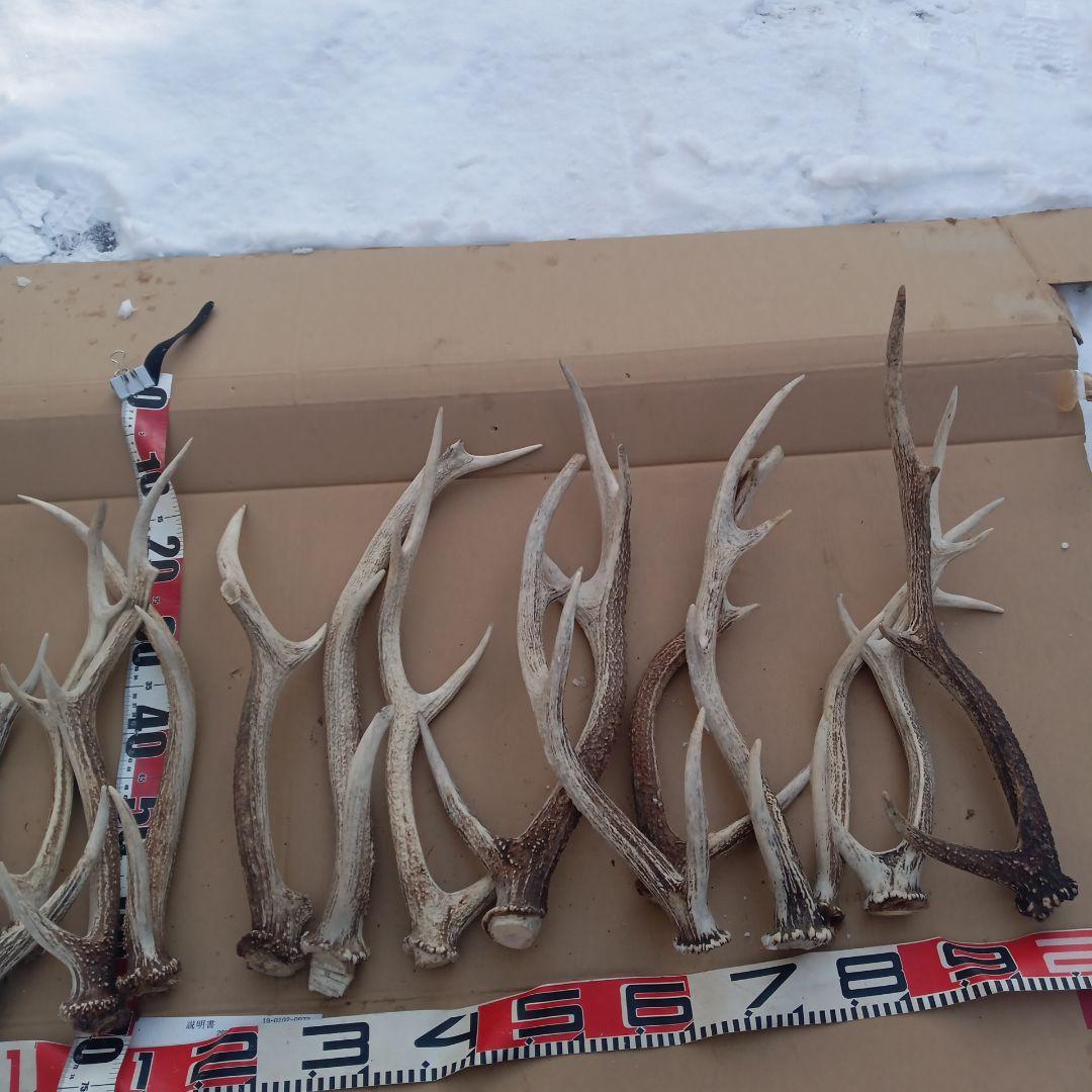 S*i様 蝦夷鹿の角、犬のおもちゃ、工芸品などに １０番