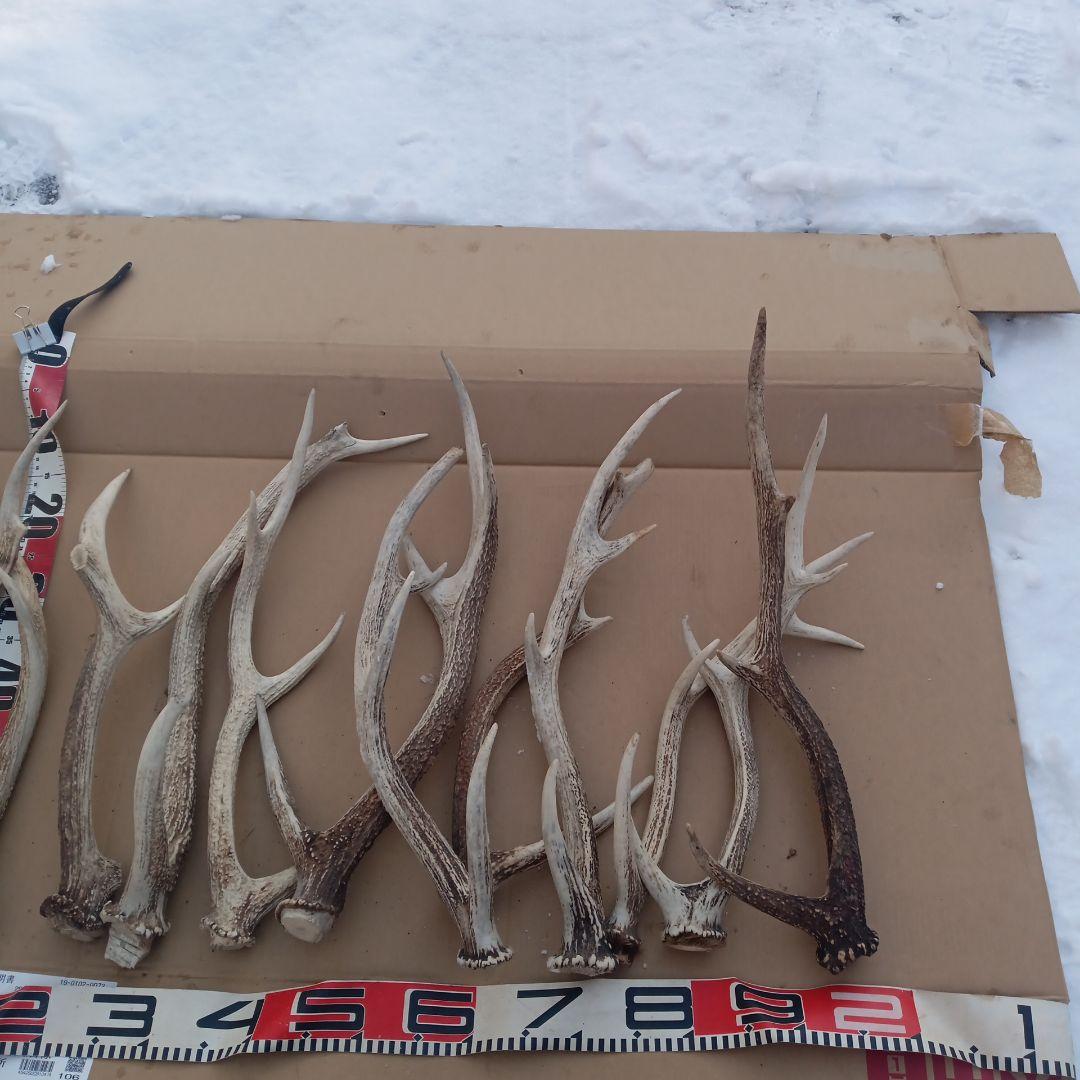 S*i様 蝦夷鹿の角、犬のおもちゃ、工芸品などに １０番