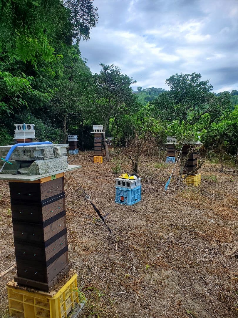 No.23　★日本蜜蜂のはちみつ★1200g(1瓶)