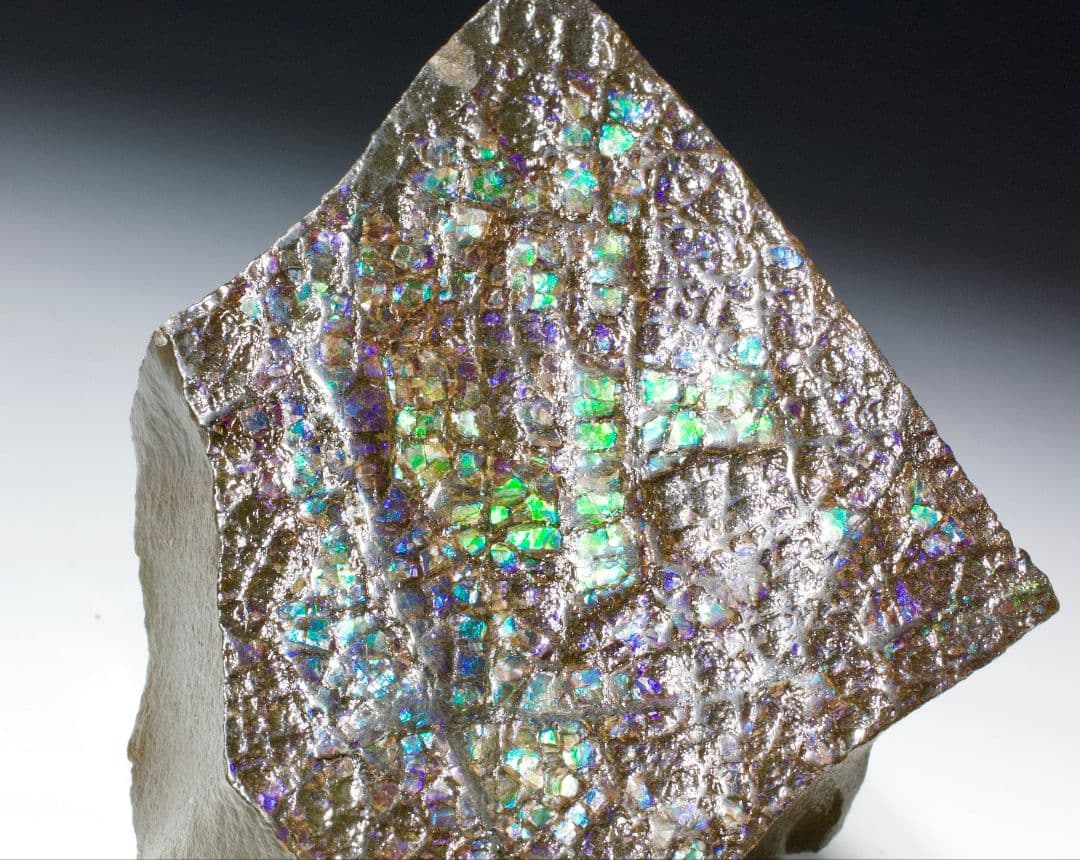 カナダ アンモライト 宝石標本