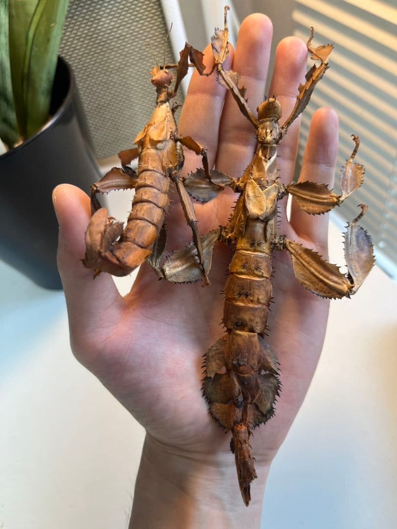 【150mm】ユウレイヒレアシナナフシの昆虫標本 コノハムシ