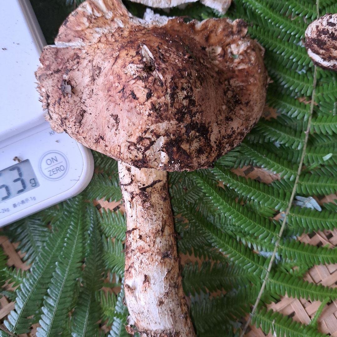 広島県産松茸　256g　2本折れてます。