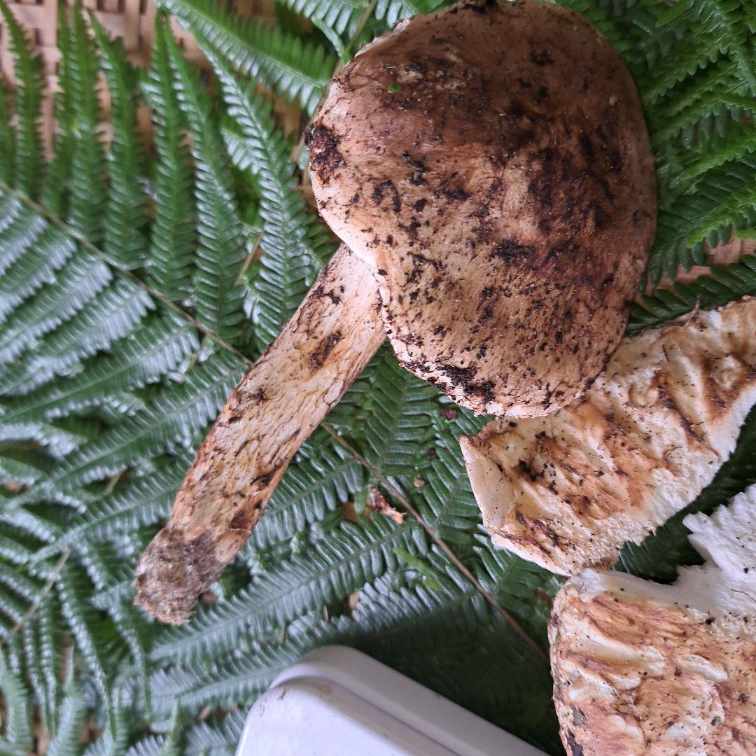 広島県産松茸　256g　2本折れてます。