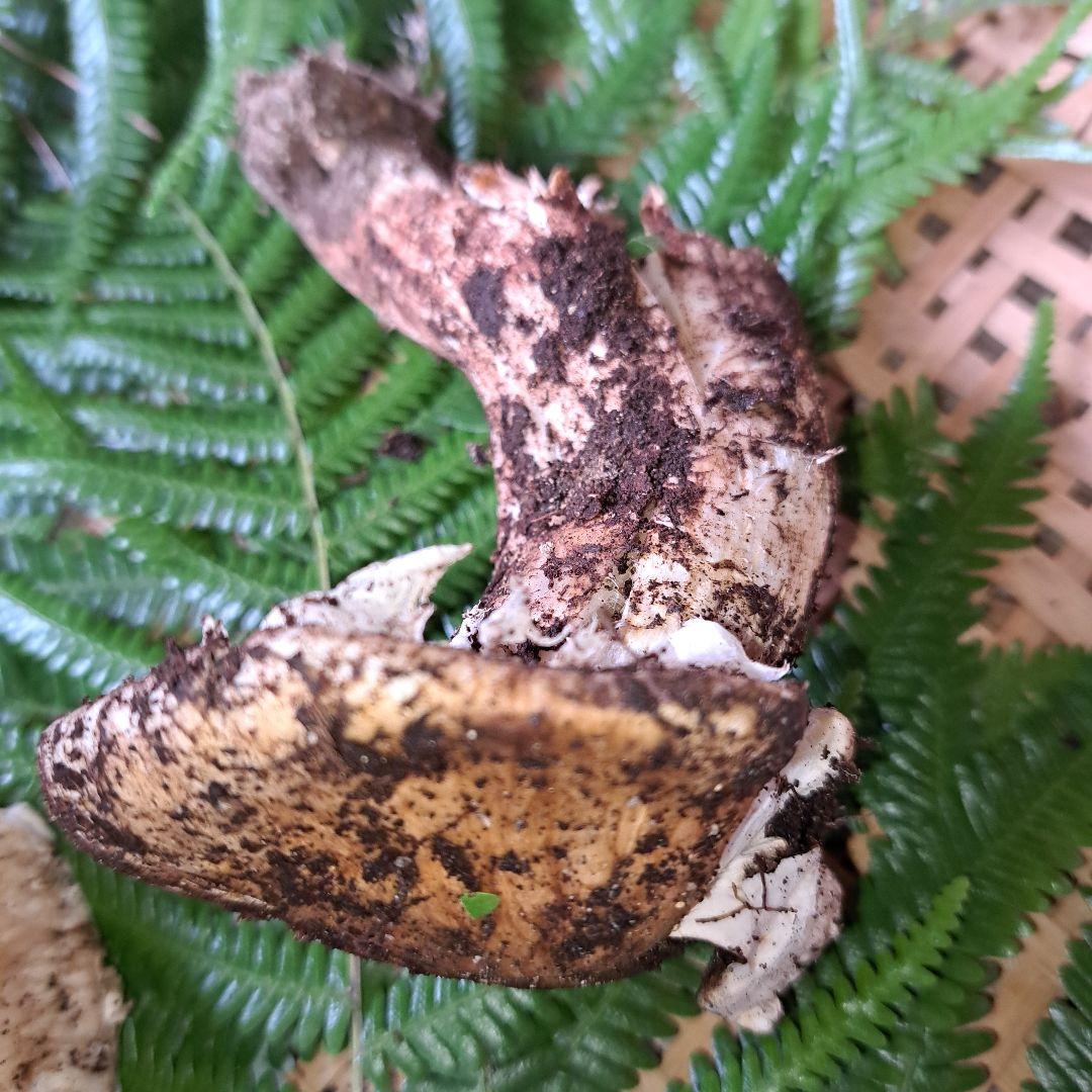 広島県産松茸　256g　2本折れてます。