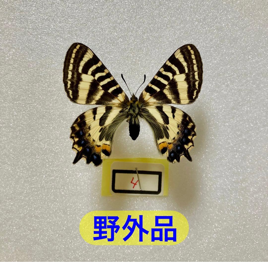 【野外品】イエローテール　エゾヒメギフ（1メス、北海道産）