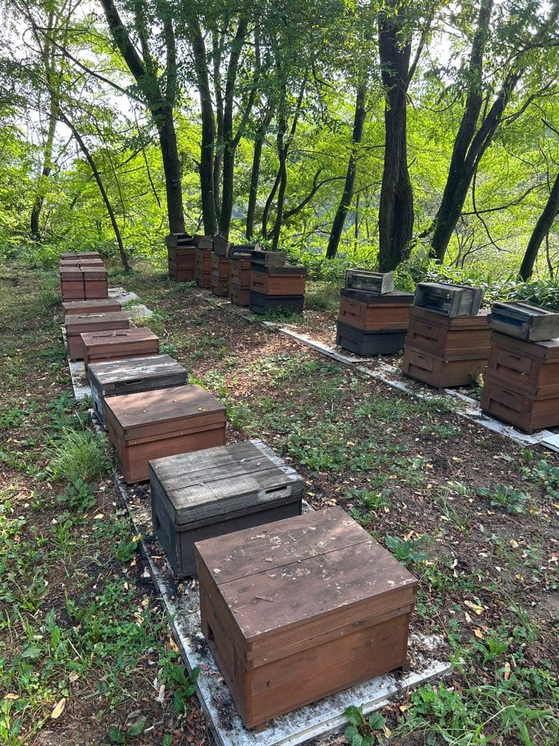 信州産　6月のはちみつ　1,200g×2本　　　　　野薔薇やトチノキなど