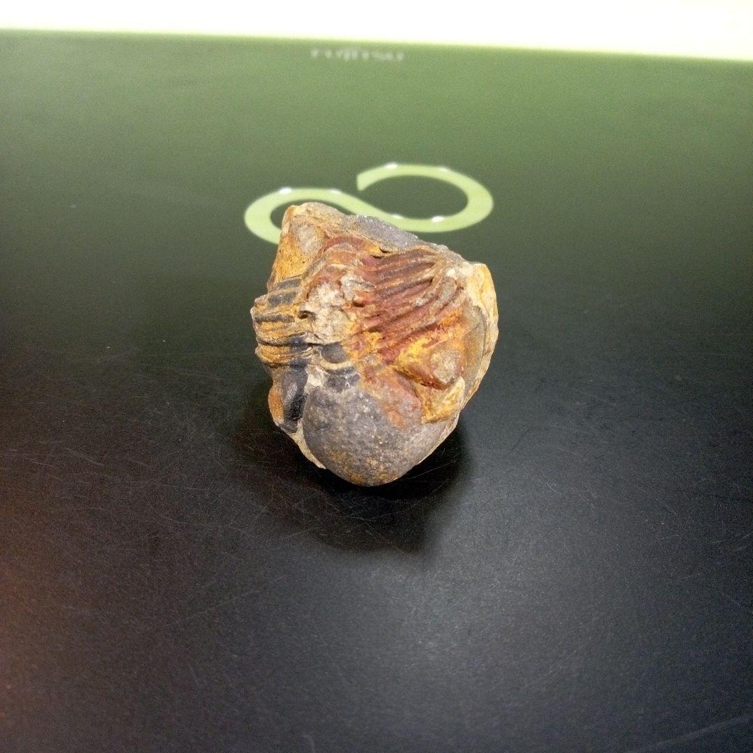 三葉虫　化石　fossil　ボリビア産　トライロバイト　三葉虫個体②