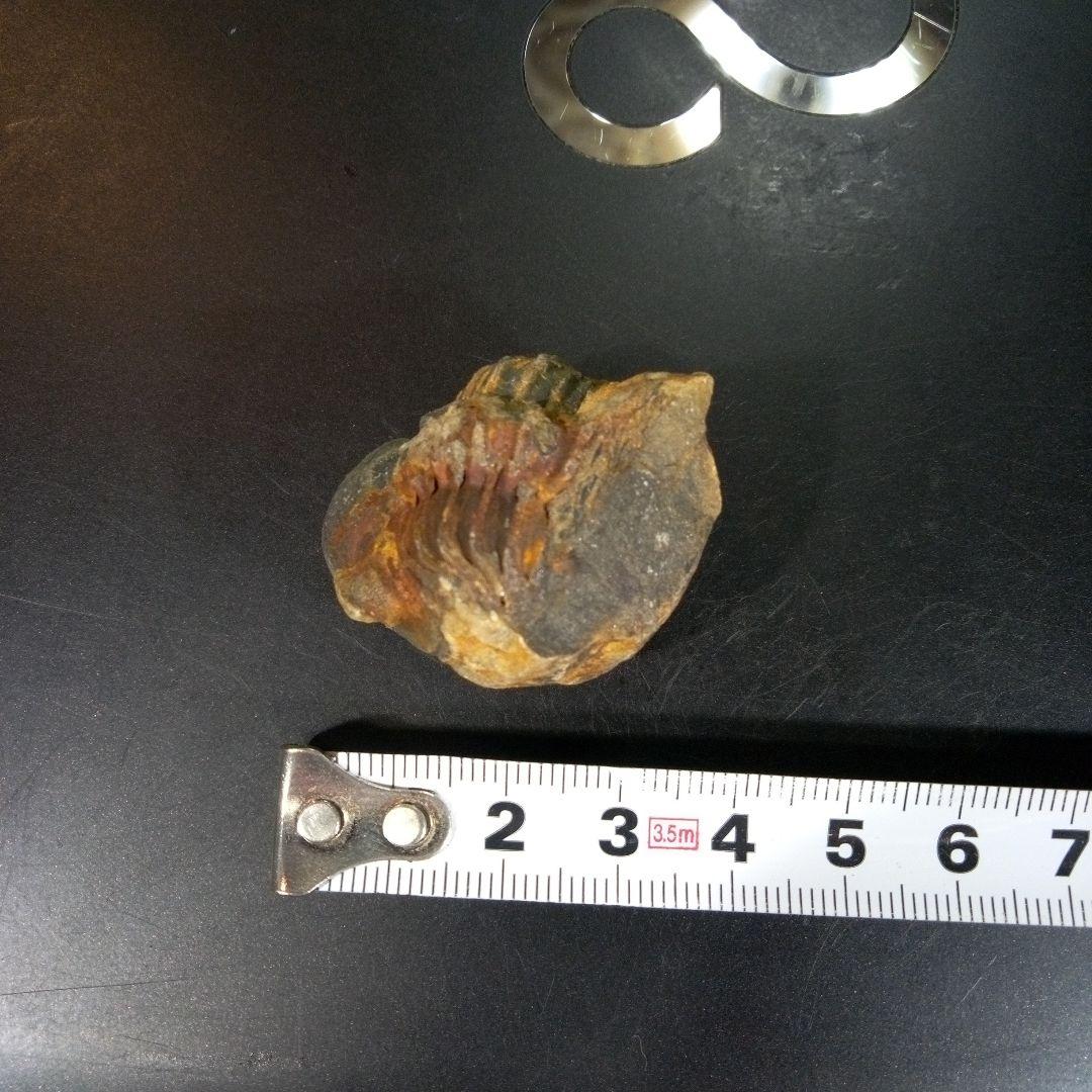 三葉虫　化石　fossil　ボリビア産　トライロバイト　三葉虫個体②