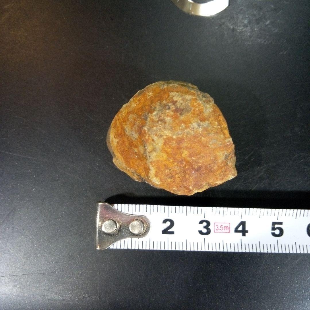 三葉虫　化石　fossil　ボリビア産　トライロバイト　三葉虫個体②