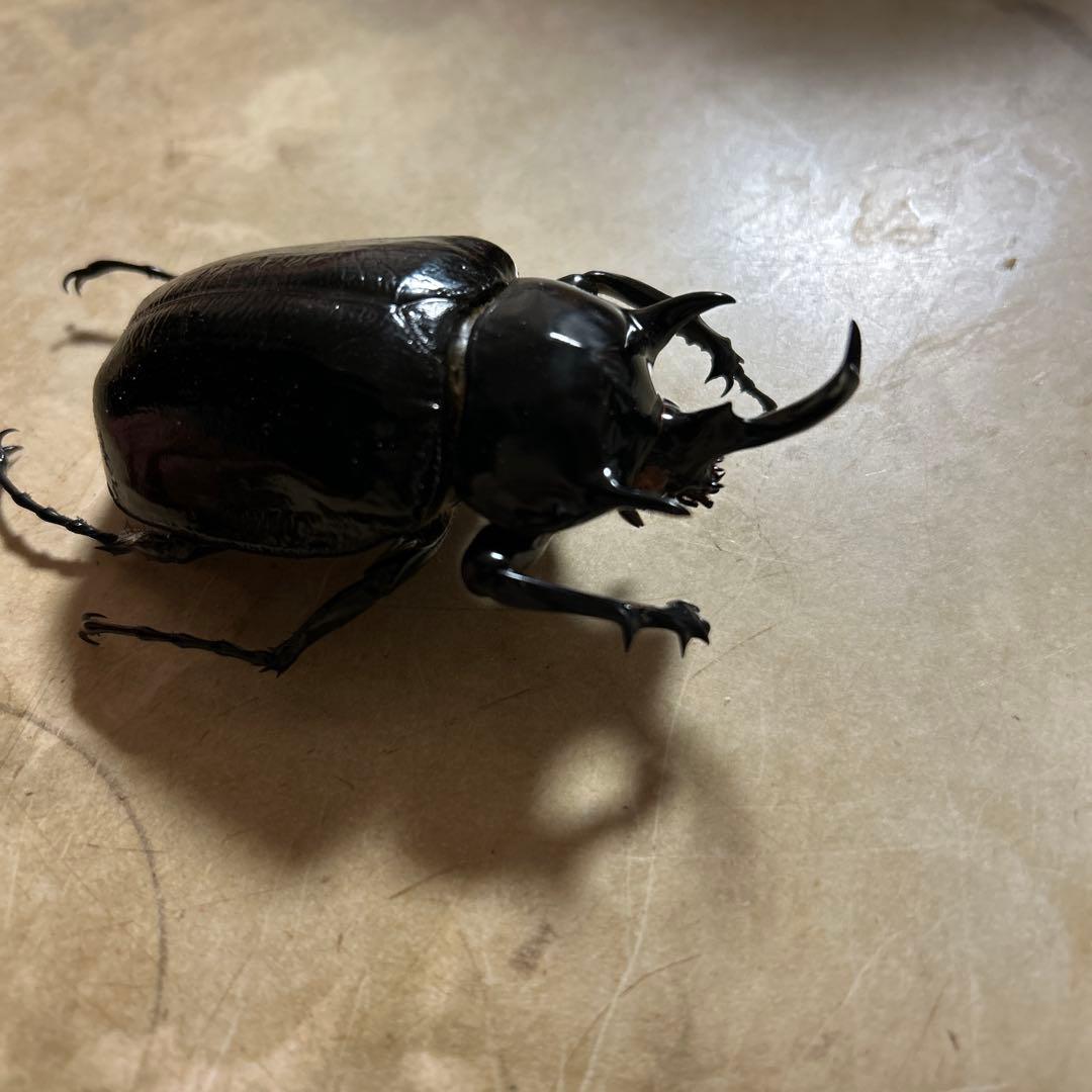 マルスゾウカブト死虫