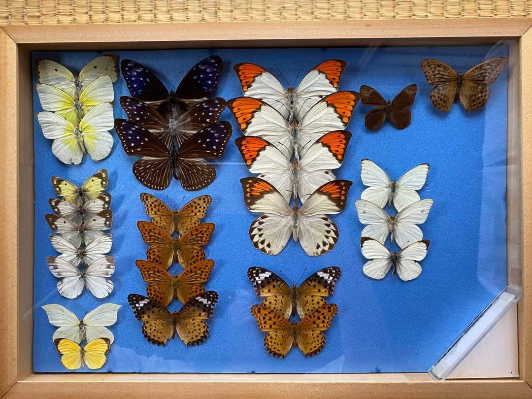 蝶々標本　27頭　木製額(ガラス) 約30cm x 43cm