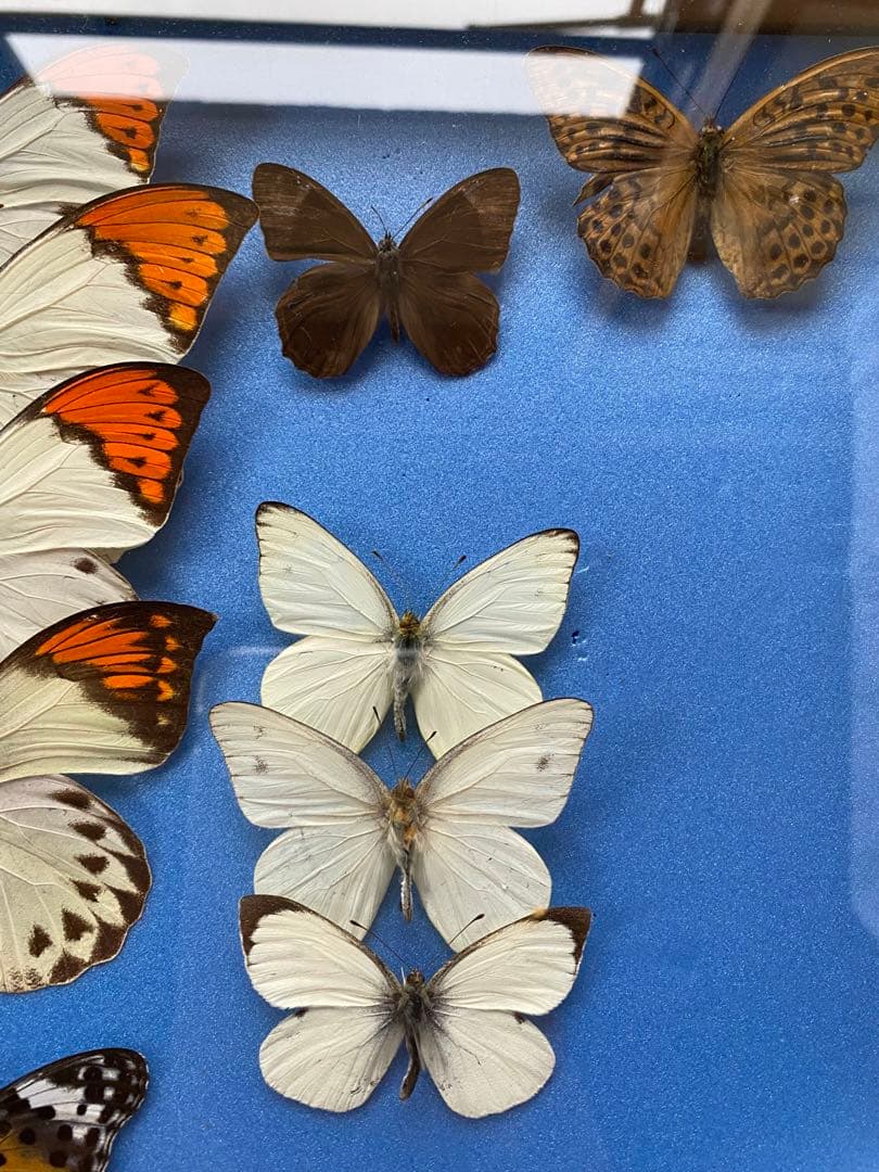 蝶々標本　27頭　木製額(ガラス) 約30cm x 43cm
