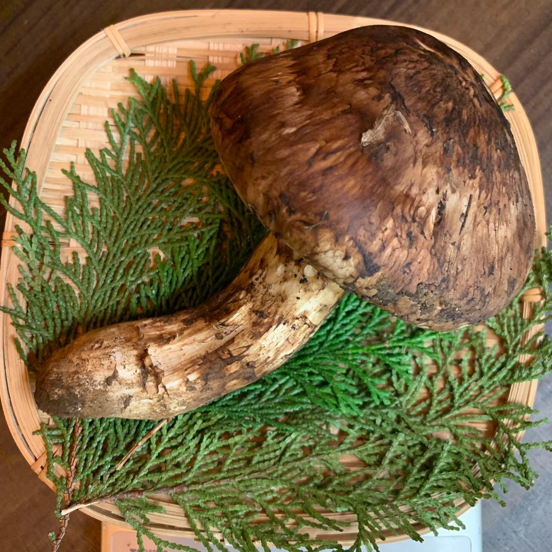 ⑥秀品【岩手県産天然松茸】収穫最終　国産つぼみ開き採れたて型良　極太松茸170g