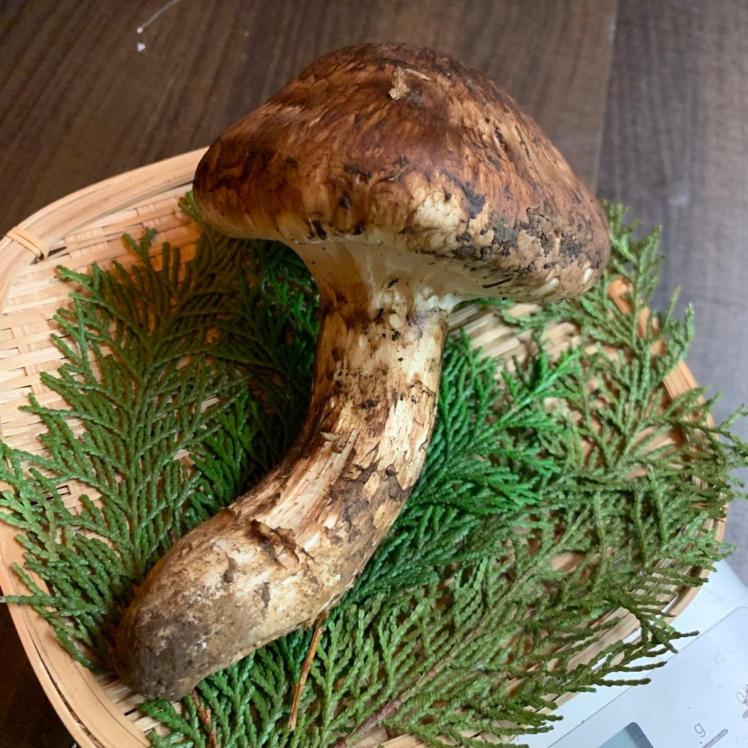 ⑥秀品【岩手県産天然松茸】収穫最終　国産つぼみ開き採れたて型良　極太松茸170g