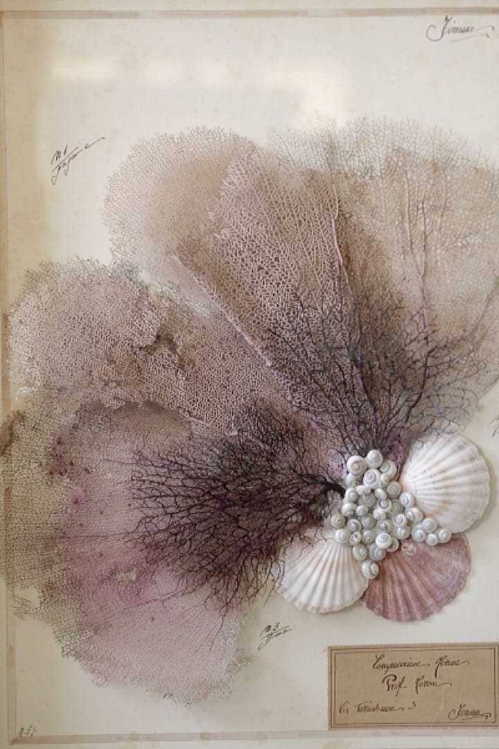 アンティーク標本　貝　珊瑚 海藻　アートフレーム　イタリアフィレンツェ