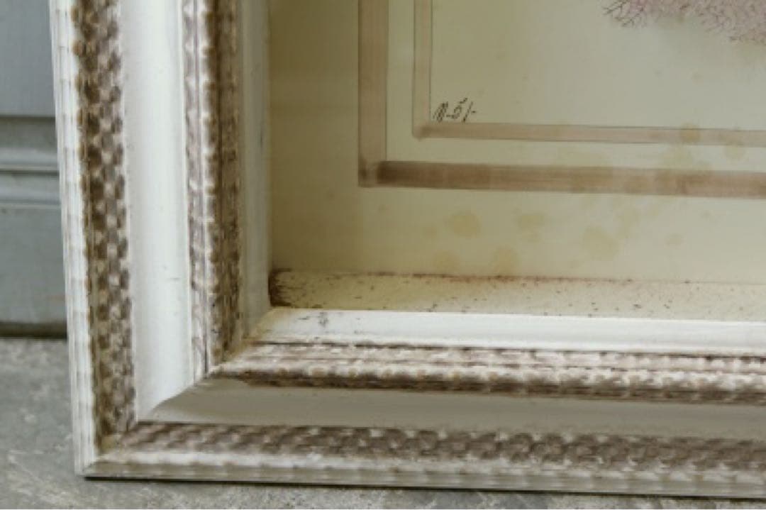 アンティーク標本　貝　珊瑚 海藻　アートフレーム　イタリアフィレンツェ