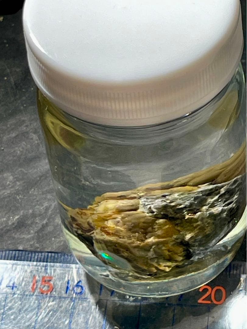 宝坂オパール　遊色セミブラックノジュール　原石　国産鉱物