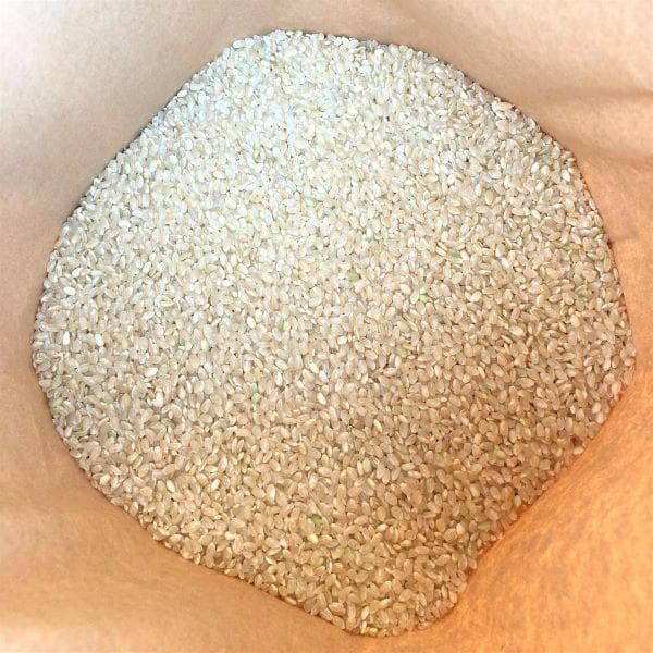 農家保有米 令和7年産 10キロ 玄米 コシヒカリ 10kg(5kg×2) 新米