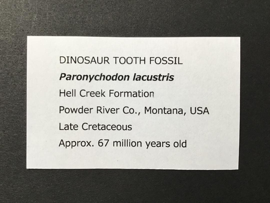 パロニコドンの歯 [DS400] 恐竜の化石 希少 レア