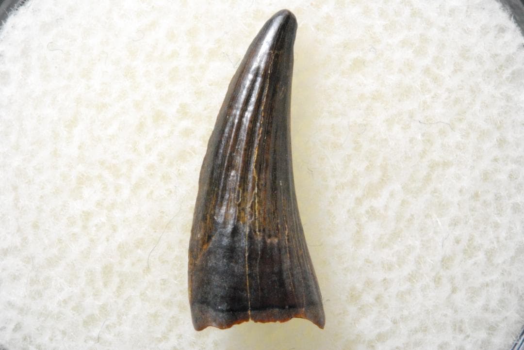 パロニコドンの歯 [DS400] 恐竜の化石 希少 レア