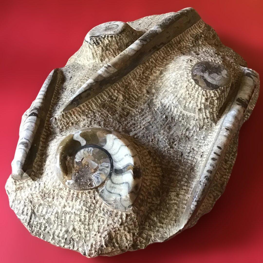 貝化石　大型　6、75kg 玄1