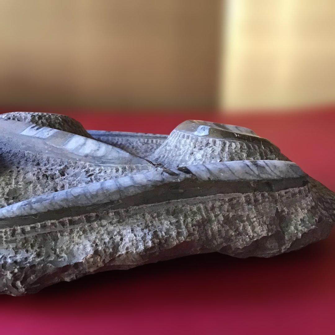 貝化石　大型　6、75kg 玄1