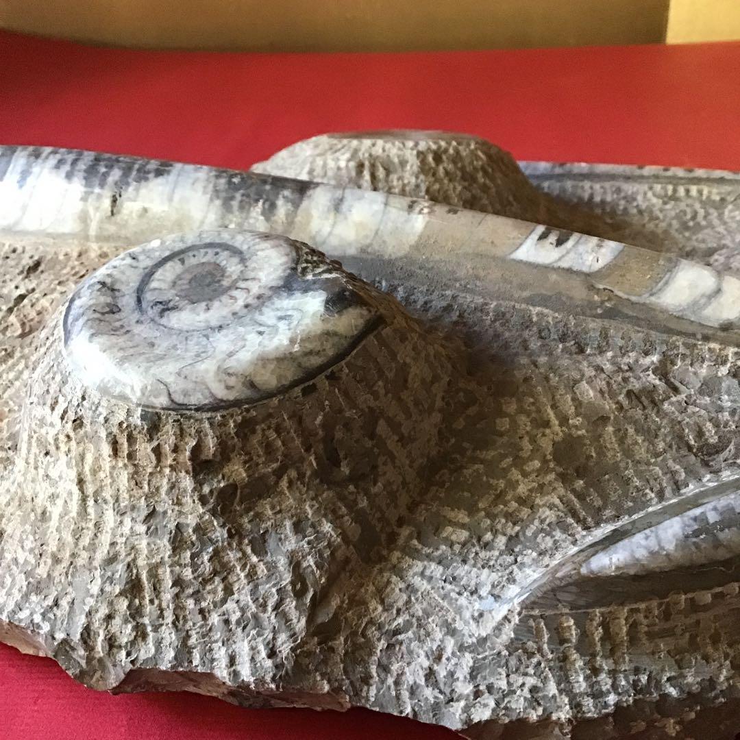 貝化石　大型　6、75kg 玄1