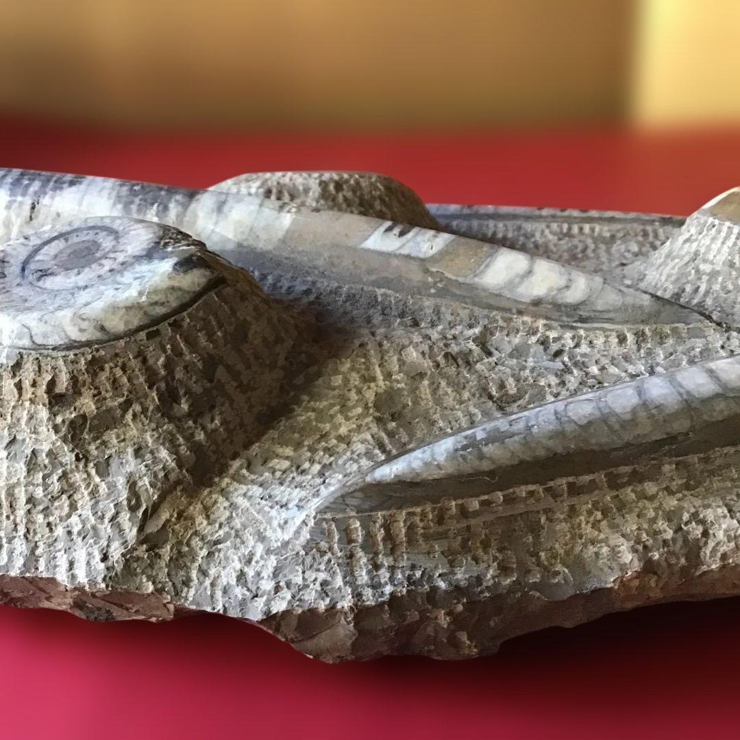 貝化石　大型　6、75kg 玄1