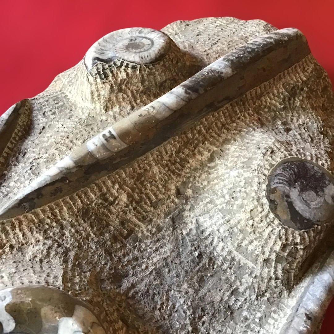 貝化石　大型　6、75kg 玄1