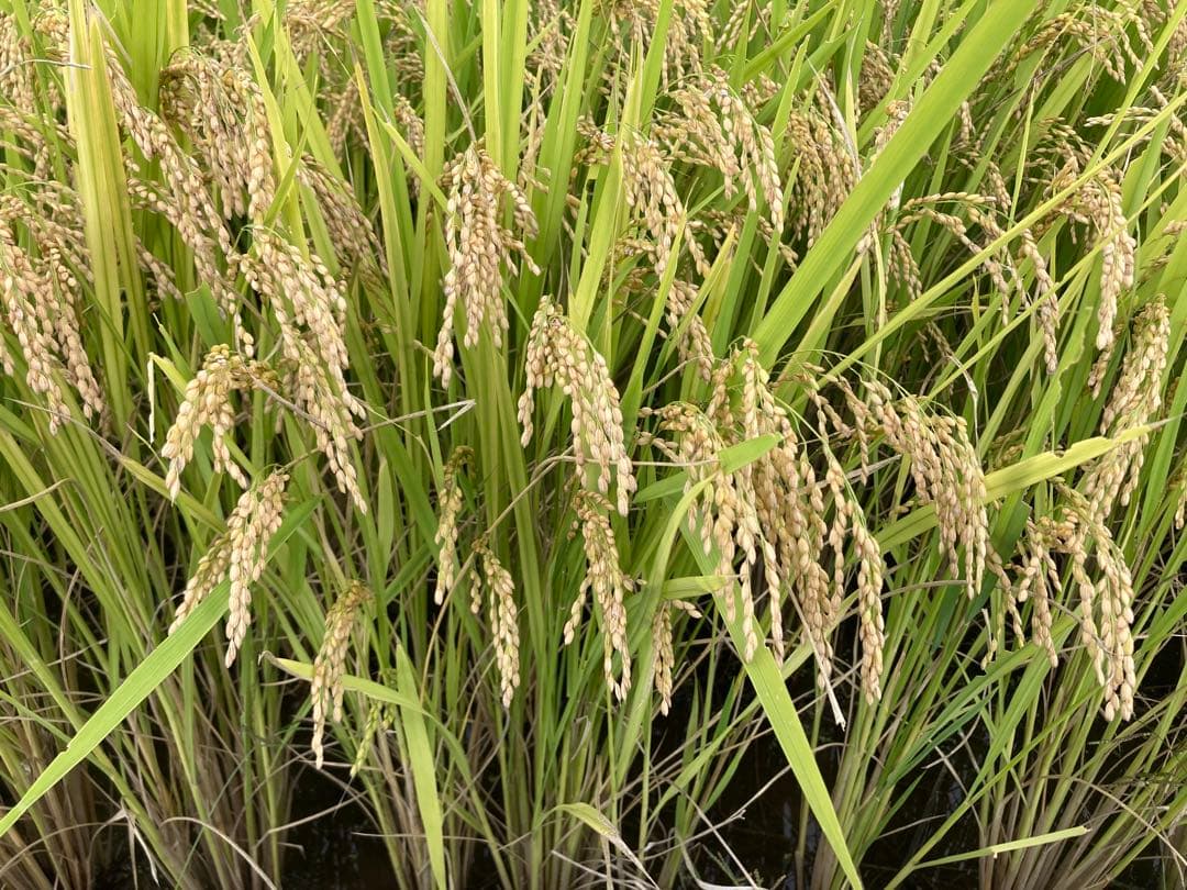 福島県産「天のつぶ」令和7年産新米 10kg 天日干し（棒掛け）