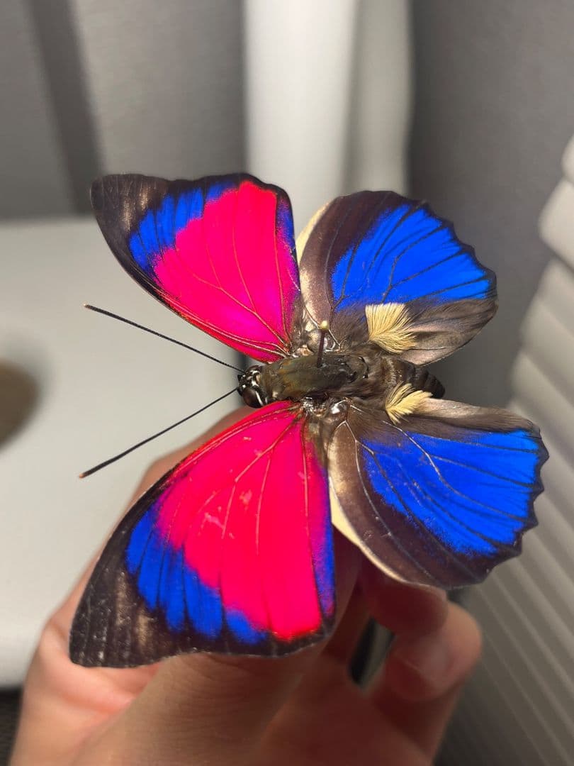 【発光感有】アグリアスクラウディナサルダナパルス♂ ミイロタテハ 蝶標本 甲虫