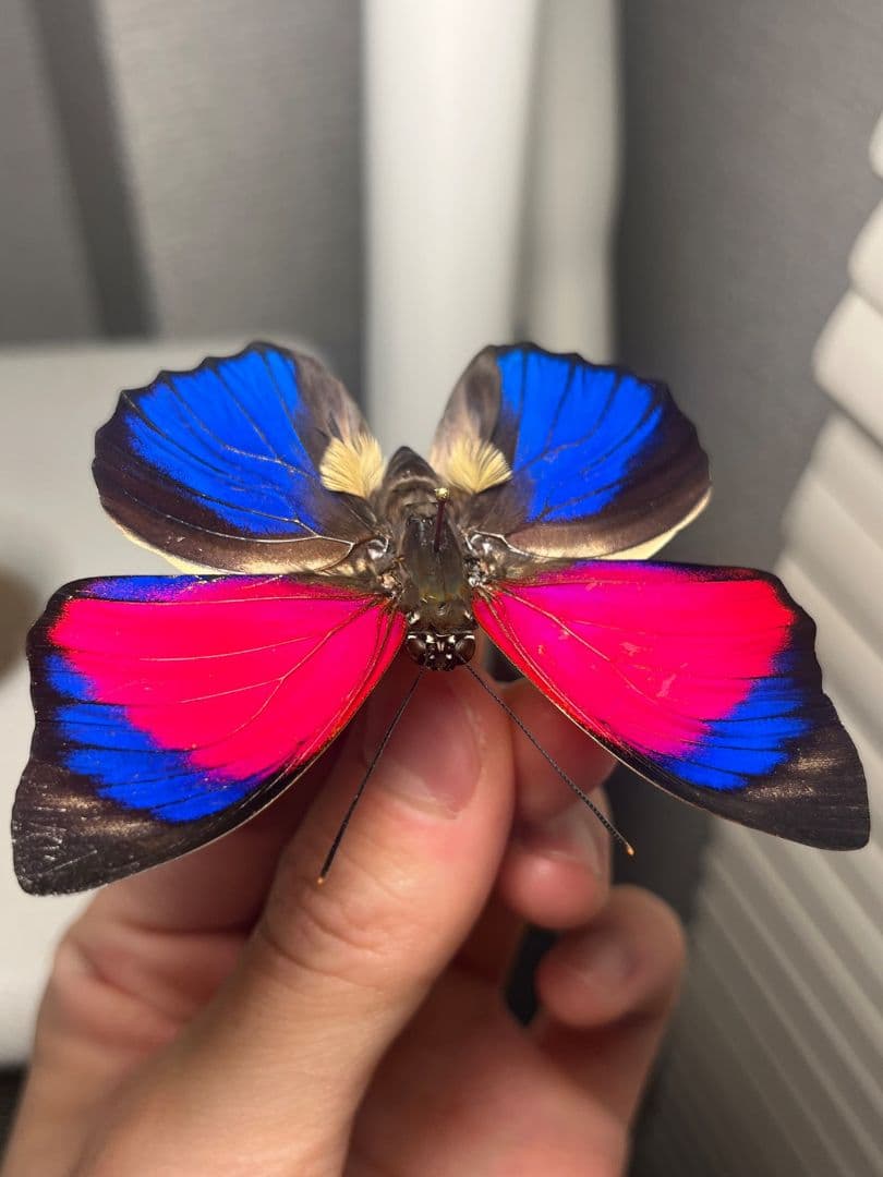 【発光感有】アグリアスクラウディナサルダナパルス♂ ミイロタテハ 蝶標本 甲虫