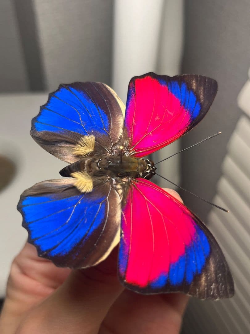 【発光感有】アグリアスクラウディナサルダナパルス♂ ミイロタテハ 蝶標本 甲虫