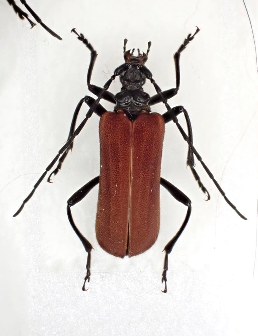 大阪府 ムナコブハナカミキリ 標本