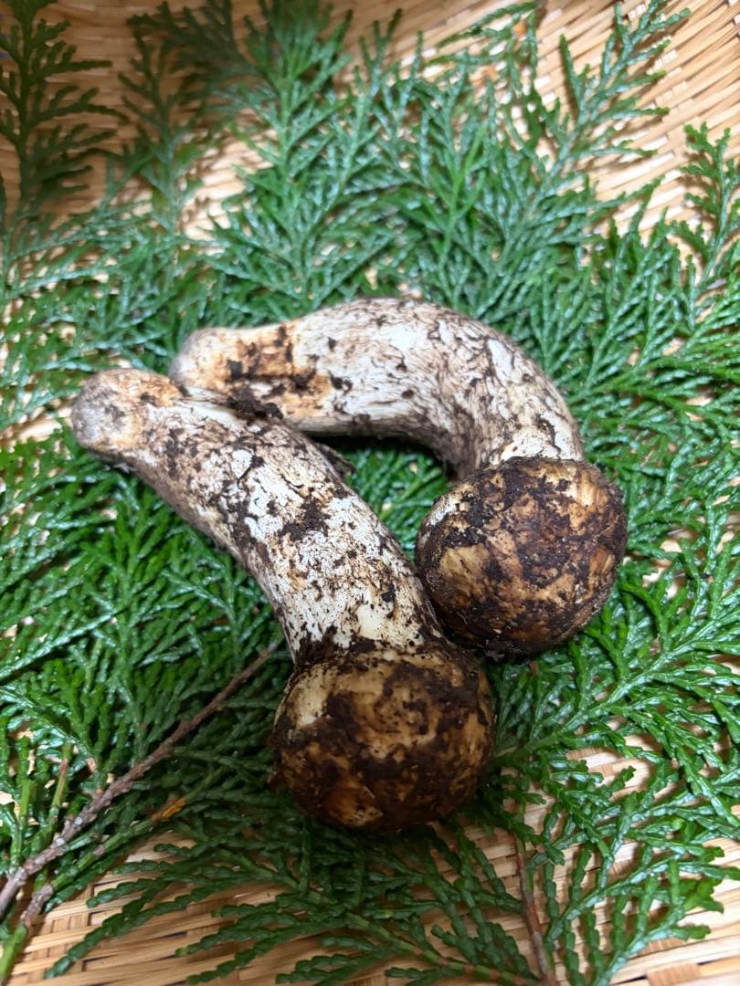 国産松茸　　150g 徳島県産