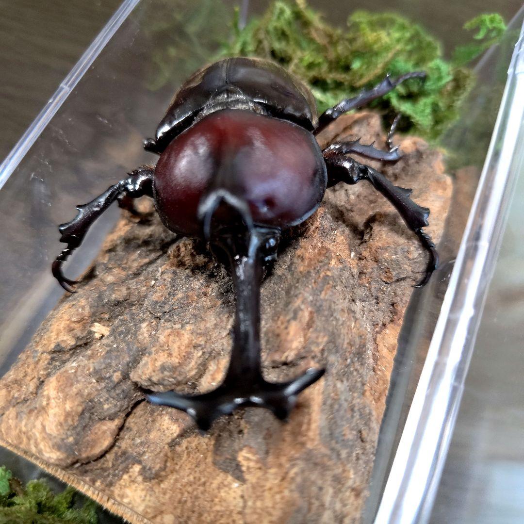 希少角ノコギリ突起角82mm頭角19.8mm胸角6.2mmぐらい赤カブトムシ標本