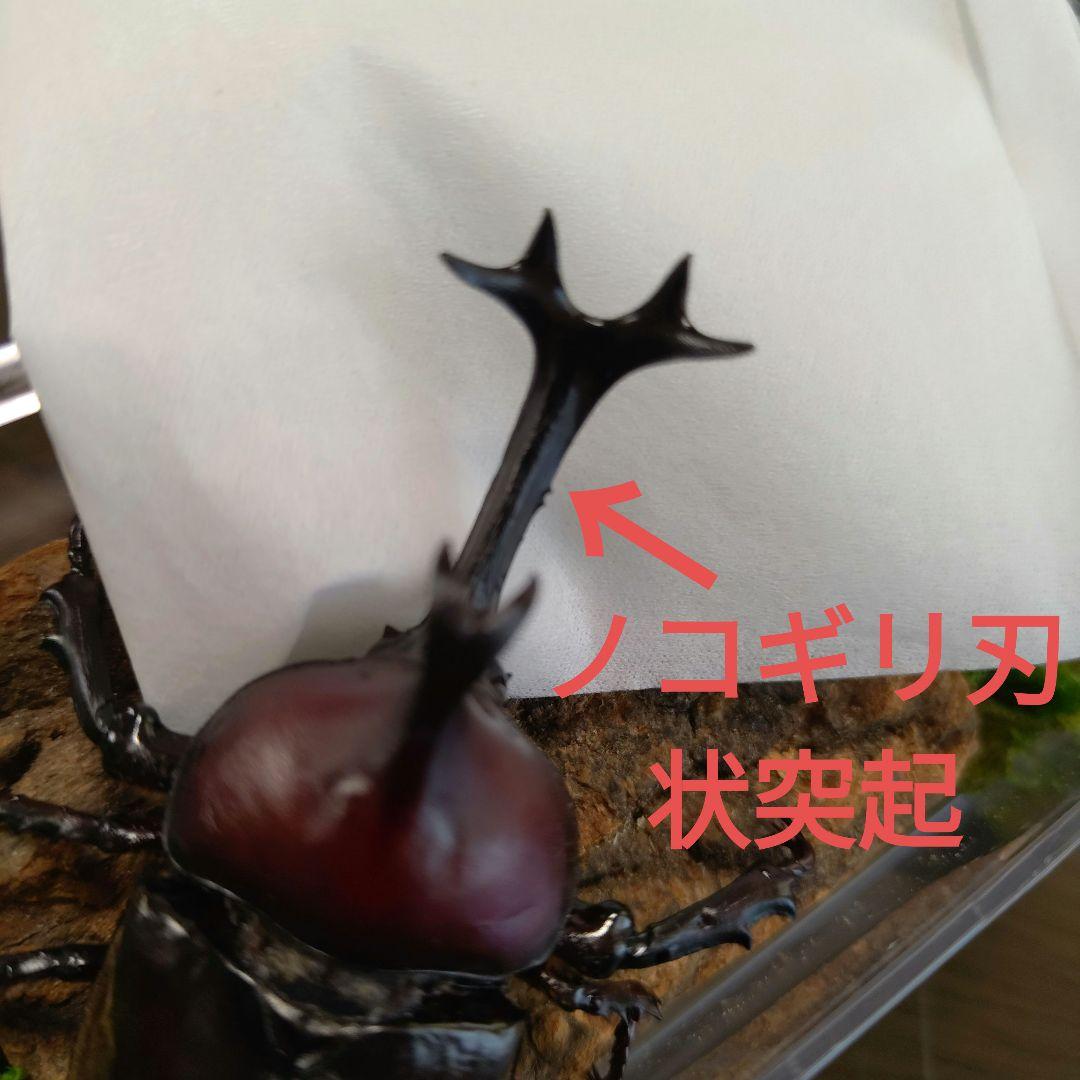希少角ノコギリ突起角82mm頭角19.8mm胸角6.2mmぐらい赤カブトムシ標本