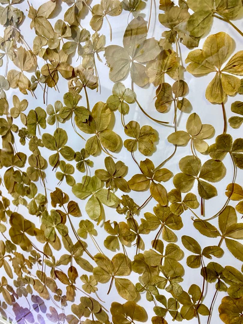 天然本物の 四つ葉のクローバーレリーフアート 幸運 幸せ ウィッシュコア 村上隆