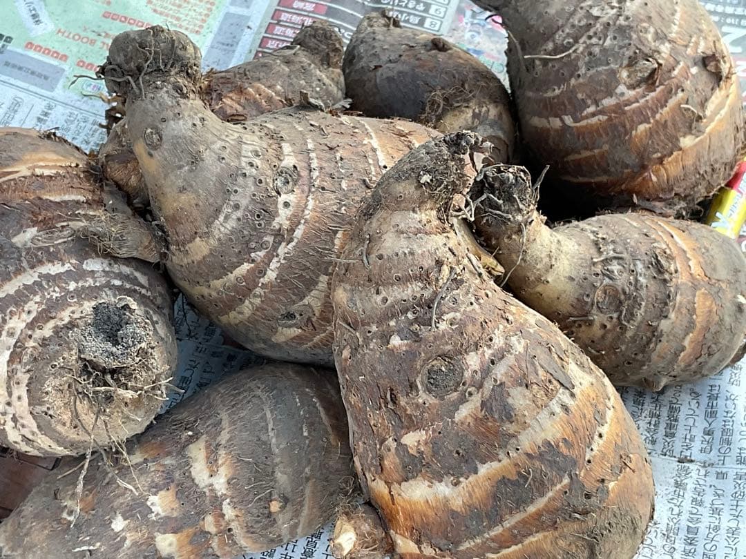 Msakadu Nakamura分　海老芋　12,5kg ②