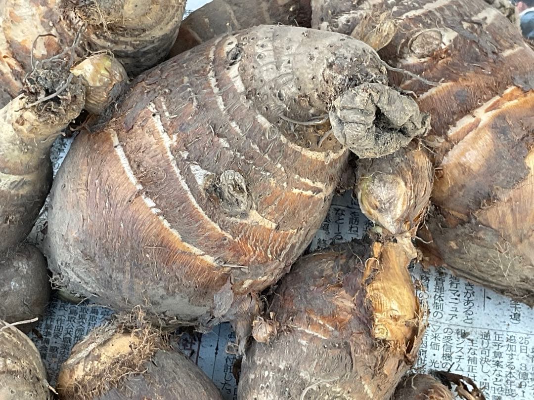 Msakadu Nakamura分　海老芋　12,5kg ②