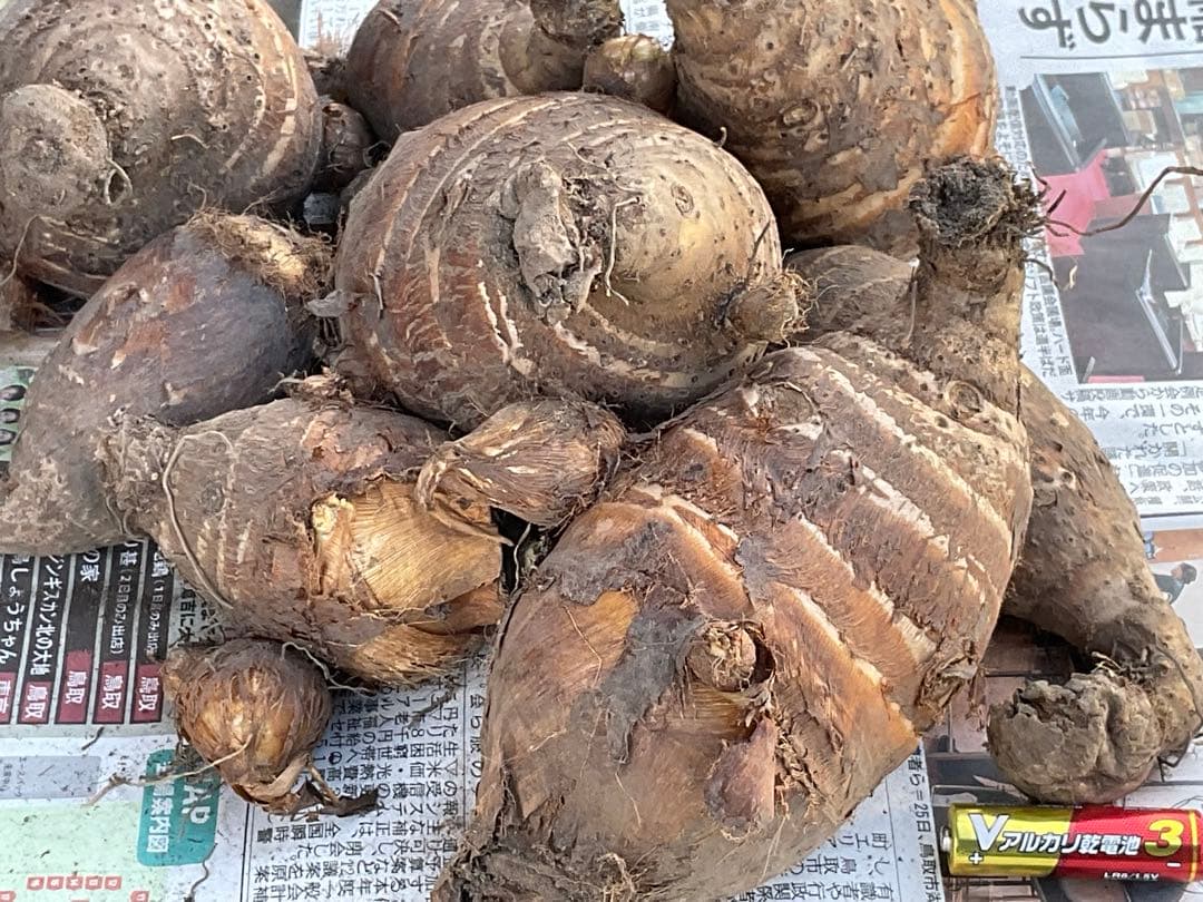 Msakadu Nakamura分　海老芋　12,5kg ②