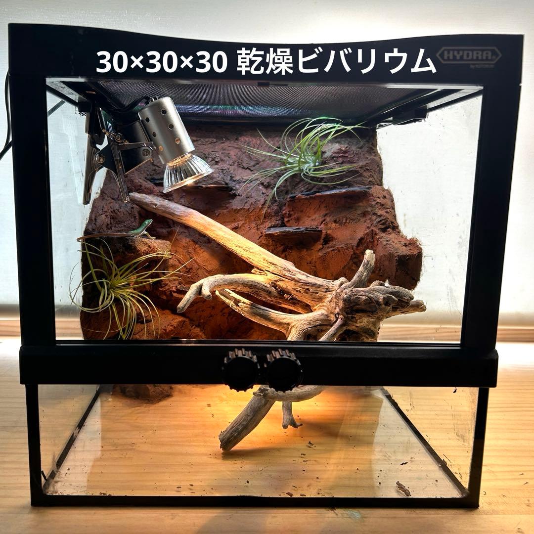 乾燥地帯ビバリウム　爬虫類ケース　ケージ　カナヘビ　トカゲ
