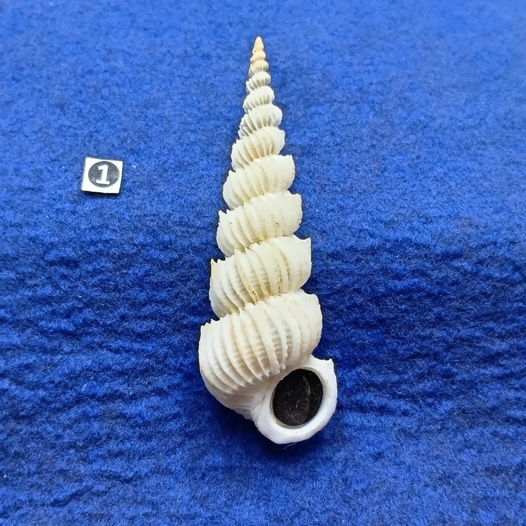 ①-1貝標本ヤエバイトカケ（蓋付：胴太型）