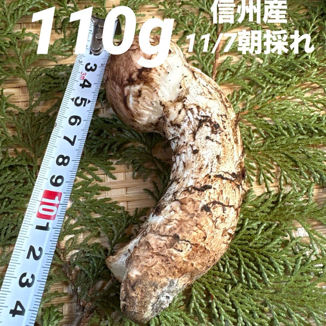 長野県南信州産‼️松茸 110 g 11/7朝採れ