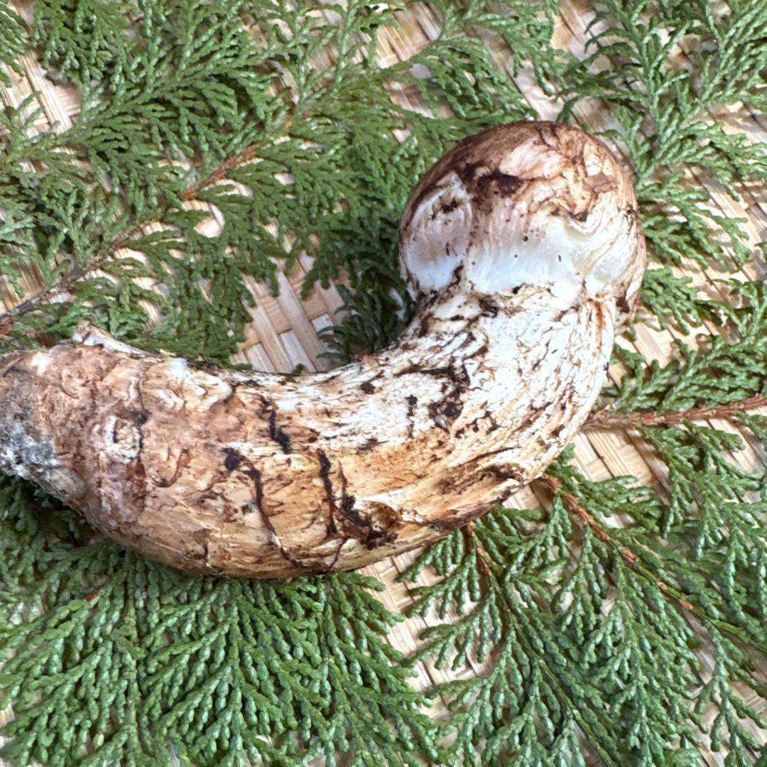 長野県南信州産‼️松茸 110 g 11/7朝採れ