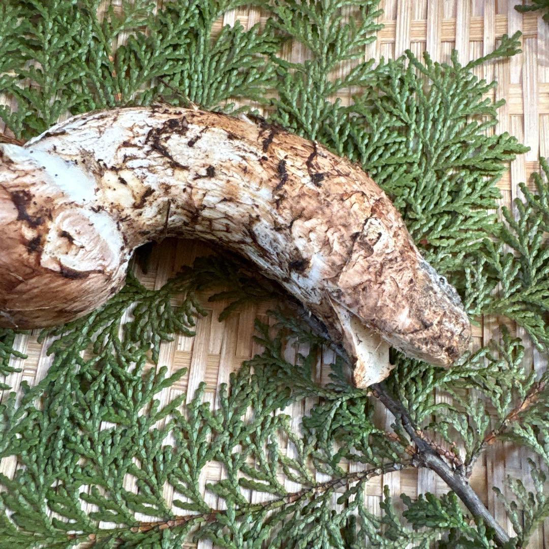 長野県南信州産‼️松茸 110 g 11/7朝採れ