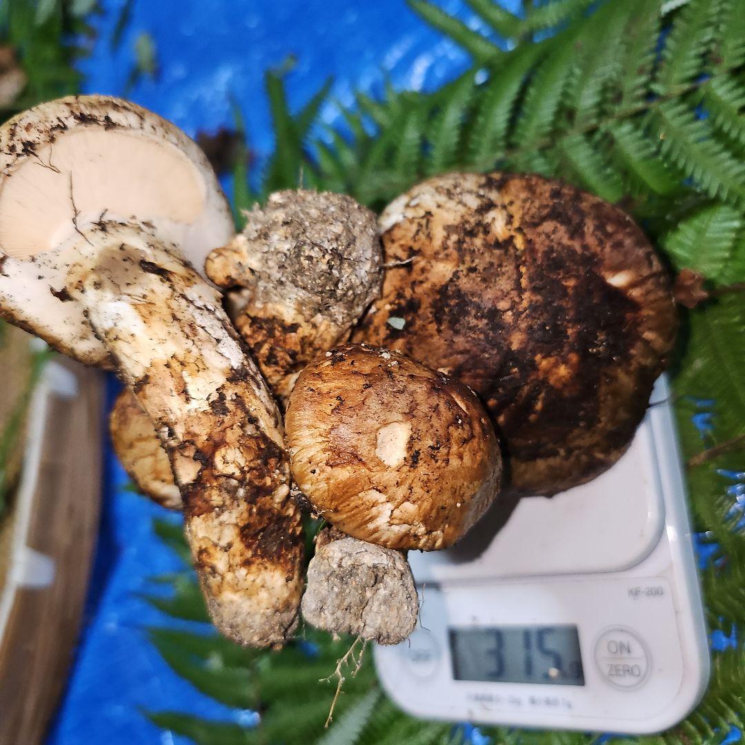 広島県産 松茸 315g　食材仕入れ専用さま