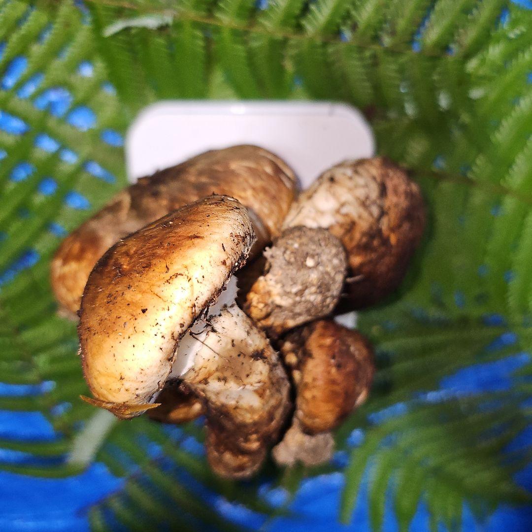 広島県産 松茸 315g　食材仕入れ専用さま