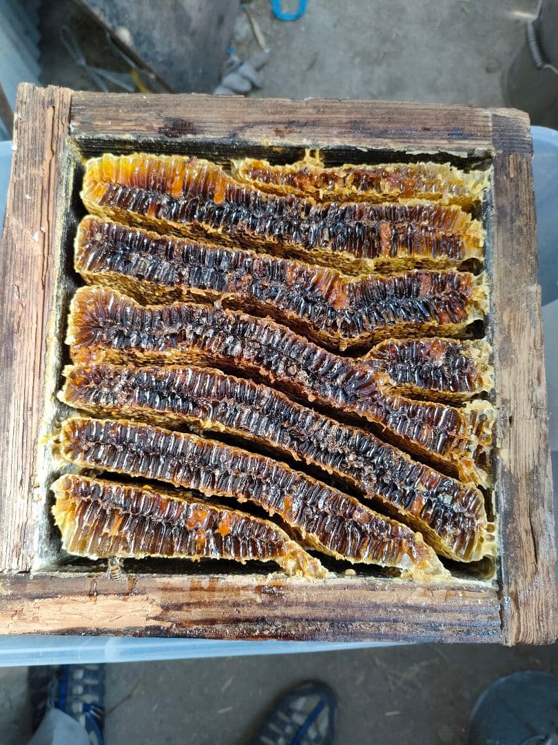 年末特価20%OFF 実容量600g×2瓶　日本ミツバチの蜂蜜